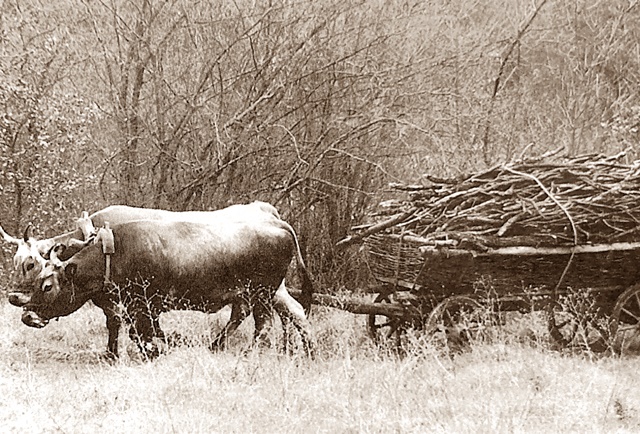 Plovidba Mirnom, treći dio